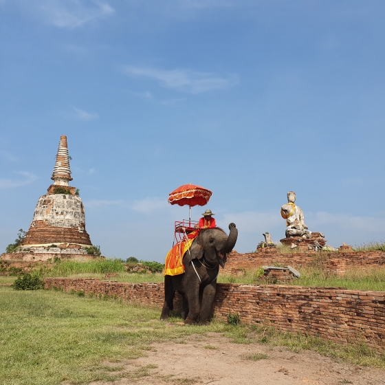世界遺産アユタヤ_象乗り体験